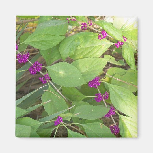 Aimant Beautyberries violettes (Devant)