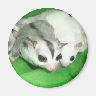 Aimant Beaux planeurs