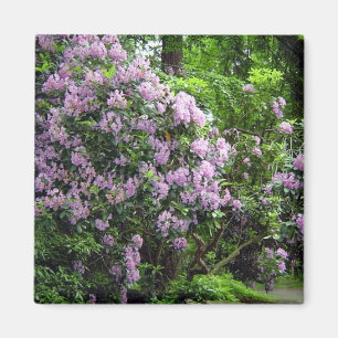Aimant Beaux Rhododendrons