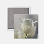 Aimant Beaux Tulipes Blancs de Printemps (Recto/Verso)