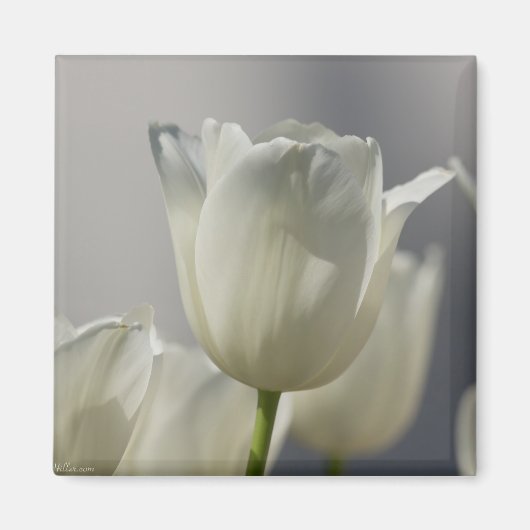Aimant Beaux Tulipes Blancs de Printemps (Devant)