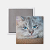 Aimant Beaux yeux bleu chat (Recto/Verso)