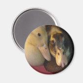 Aimant Bébé Ancône Canards Canards Canards Animaux (Recto/Verso)