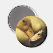 Aimant Bébé Ancône Canards Canards Canards Animaux (Recto/Verso)