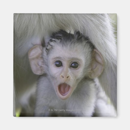 Aimant Bébé babouin sous sa mère (Devant)