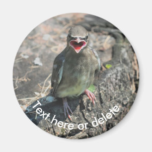 Aimant Bébé cirage Oiseau Nature personnalisée
