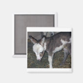AIMANT BÉBÉ DONKEY (Recto/Verso)