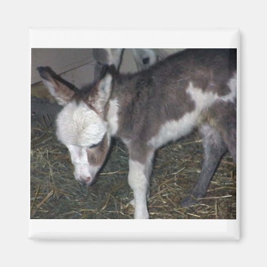 AIMANT BÉBÉ DONKEY (Devant)