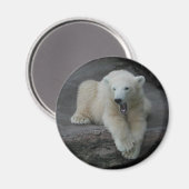 Aimant Bébé d'ours polaire (Recto/Verso)