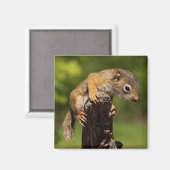 Aimant Bébé écureuil rouge (Recto/Verso)