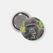 Aimant Bébé Gorilla Cuteness (Recto/Verso)