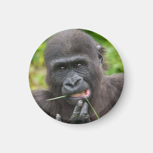 Aimant Bébé Gorilla Cuteness (Devant)