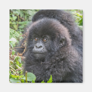 Aimant Bébé gorille des montagnes