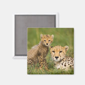 Aimant Bébé guépard et parent dans l'herbe (Recto/Verso)