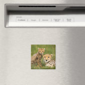 Aimant Bébé guépard et parent dans l'herbe (In Situ (Lave-vaisselle))