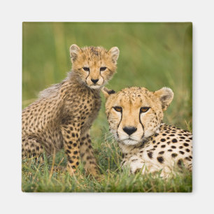Aimant Bébé guépard et parent dans l'herbe