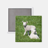 Aimant Bébé lambs (Recto/Verso)