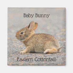 Aimant Bébé Lapin Est Cottontail Lapin