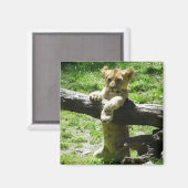 Aimant Bébé Lion Cub Sur Branche (Recto/Verso)