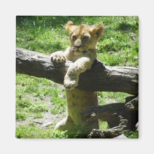 Aimant Bébé Lion Cub Sur Branche (Devant)