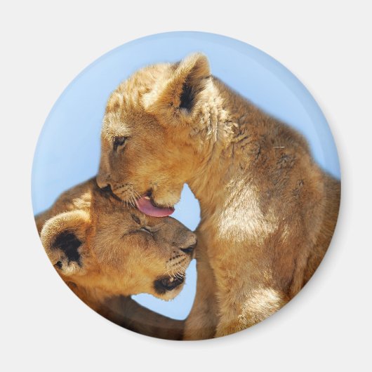 Aimant Bébé lions amour (Devant)