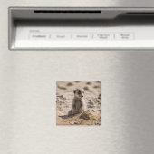 Aimant Bébé Meerkat Jouant Dans Le Sable, (In Situ (Lave-vaisselle))