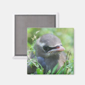 Aimant Bébé mignon Nature (Recto/Verso)