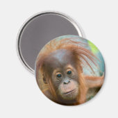 Aimant Bébé mignon Orangutan vue droit devant (Recto/Verso)
