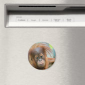 Aimant Bébé mignon Orangutan vue droit devant (In Situ (Lave-vaisselle))