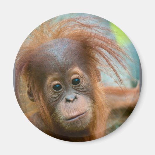 Aimant Bébé mignon Orangutan vue droit devant (Devant)