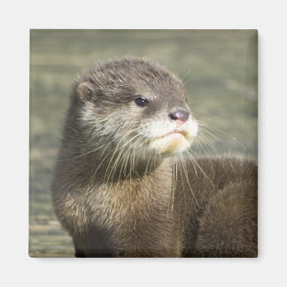 Aimant Bébé mignon Otter