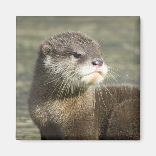 Aimant Bébé mignon Otter (Devant)