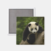 Aimant Bébé panda géant (Recto/Verso)