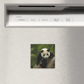 Aimant Bébé panda géant (In Situ (Lave-vaisselle))