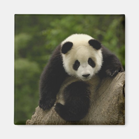 Aimant Bébé panda géant (Devant)