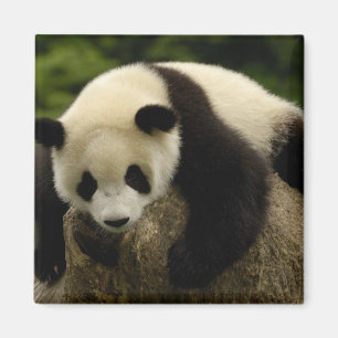 Aimant Bébé panda géant (Ailuropoda melanoleuca)