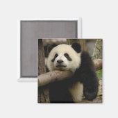 Aimant Bébé panda géant (Ailuropoda melanoleuca) (Recto/Verso)