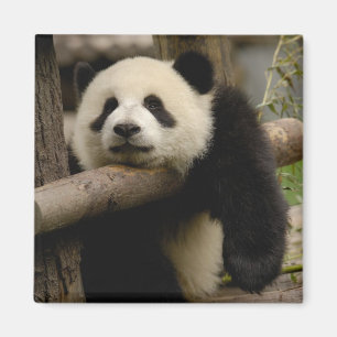 Aimant Bébé panda géant (Ailuropoda melanoleuca)