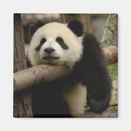 Aimant Bébé panda géant (Ailuropoda melanoleuca) (Devant)