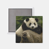 Aimant Bébé panda géant Ailuropoda melanoleuca) (Recto/Verso)