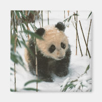 Bébé panda sur la neige, Wolong, Sichuan, Chine