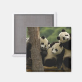 Aimant Bébés panda géant (Ailuropoda melanoleuca) (Recto/Verso)