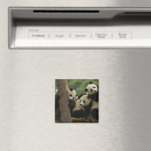 Aimant Bébés panda géant (Ailuropoda melanoleuca) (In Situ (Lave-vaisselle))