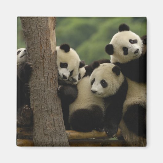 Aimant Bébés panda géant (Ailuropoda melanoleuca) (Devant)