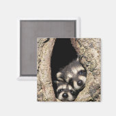 Aimant Bébés ratons laveurs dans la cavité d'un arbre Pro (Recto/Verso)
