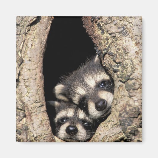 Aimant Bébés ratons laveurs dans la cavité d'un arbre Pro (Devant)