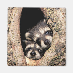 Aimant Bébés ratons laveurs regardant hors de l'arbre
