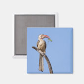 Aimant Bécasseau à bec rouge (Recto/Verso)