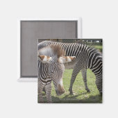 Aimant Bedfordshire, Angleterre (Recto/Verso)