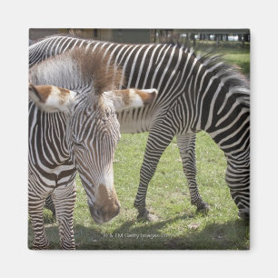 Aimant Bedfordshire, Angleterre